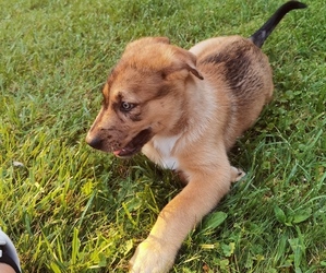 Australian Shepherd-Siberian Husky Mix Puppy for sale in FAIRPORT, NY, USA