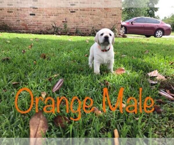 Medium Photo #5 Labrador Retriever Puppy For Sale in OPELOUSAS, LA, USA