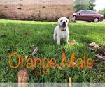 Small Photo #5 Labrador Retriever Puppy For Sale in OPELOUSAS, LA, USA