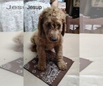 Small Photo #4 Goldendoodle Puppy For Sale in MILLEN, GA, USA