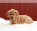 Small Photo #2 Labradoodle Puppy For Sale in APPLE CREEK, OH, USA