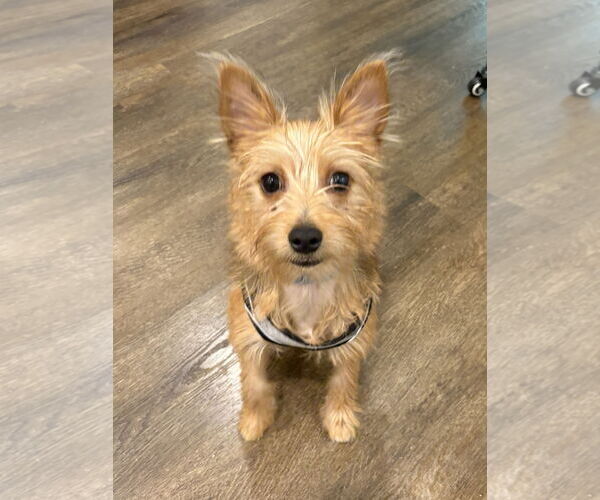 Medium Photo #2 Mutt Puppy For Sale in Philadelphia, PA, USA