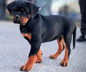 Rottweiler Puppy for Sale in SACRAMENTO, California USA