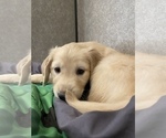 Small Photo #1 Golden Retriever Puppy For Sale in LOS ANGELES, CA, USA