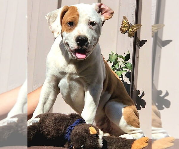 Medium Photo #2 American Staffordshire Terrier-Unknown Mix Puppy For Sale in San Diego, CA, USA
