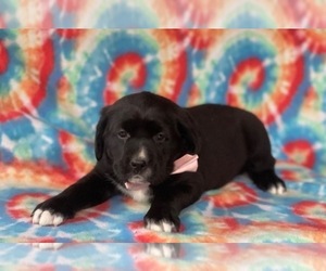 Labrador Retriever-Saint Bernard Mix Puppy for sale in LANCASTER, PA, USA