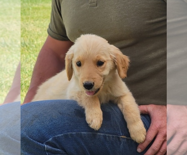 Medium Photo #1 Golden Retriever Puppy For Sale in MONTROSE, CO, USA