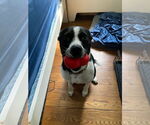 Small #11 Mutt