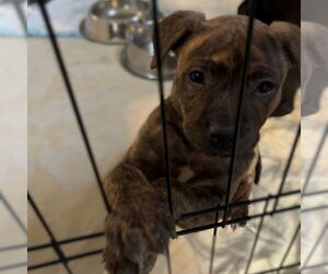 Mutt Dogs for adoption in Fargo, ND, USA