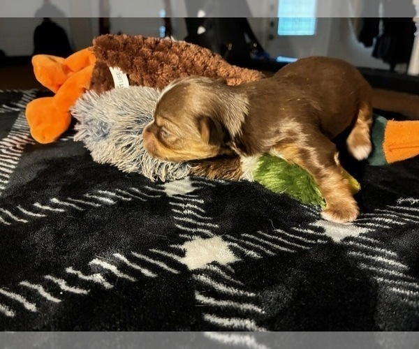 Medium Photo #3 Yorkshire Terrier Puppy For Sale in SCHERTZ, TX, USA