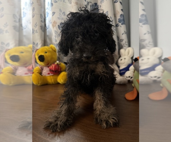 Medium Photo #30 Yorkipoo Puppy For Sale in DURHAM, CT, USA