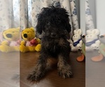 Yorkipoo puppie - Male Yorkipoo Puppy for Sale - Photo #30