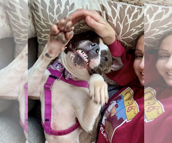 Medium Photo #13 Bulloxer Puppy For Sale in Strongsville, OH, USA