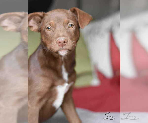 Medium Photo #7 Labrador Retriever-Unknown Mix Puppy For Sale in Brewster, NY, USA