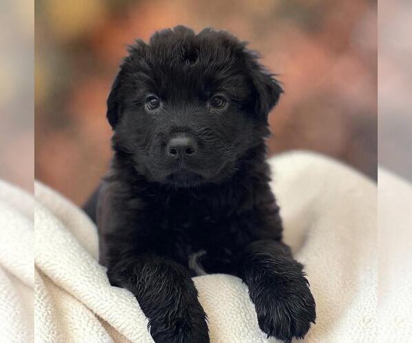 Medium Photo #1 Labrador Retriever-Unknown Mix Puppy For Sale in San Diego, CA, USA