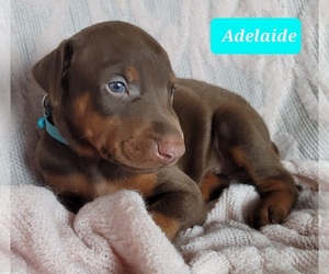 Doberman Pinscher Puppy for sale in POMEROY, OH, USA