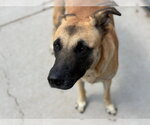 Small Anatolian Shepherd Mix