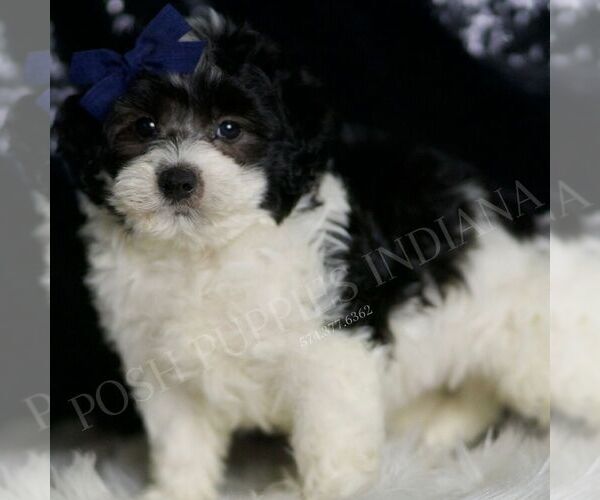 Medium Photo #4 Maltipoo Puppy For Sale in WARSAW, IN, USA