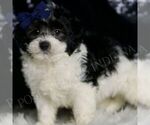 Small #3 Maltipoo