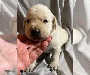 Labrador Retriever Puppy for sale in OSYKA, MS, USA