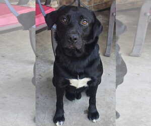 Labrador Retriever-Unknown Mix Dogs for adoption in Alexander, AR, USA