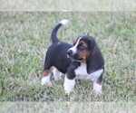 Small #1 Basset Hound