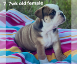 Small #5 English Bulldog