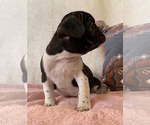 Small Photo #7 French Bulldog Puppy For Sale in CHARLESTON, SC, USA