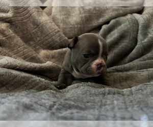 French Bulldog Puppy for sale in ELSMERE, KY, USA