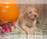 Puppy Barry Golden Retriever