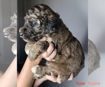 Small Photo #3 Goldendoodle Puppy For Sale in FORT WAYNE, IN, USA