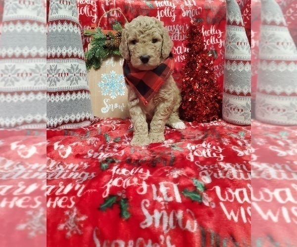 Medium Photo #1 Poodle (Standard) Puppy For Sale in LUTZ, FL, USA