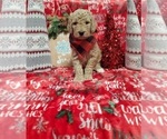 Small Photo #1 Poodle (Standard) Puppy For Sale in LUTZ, FL, USA