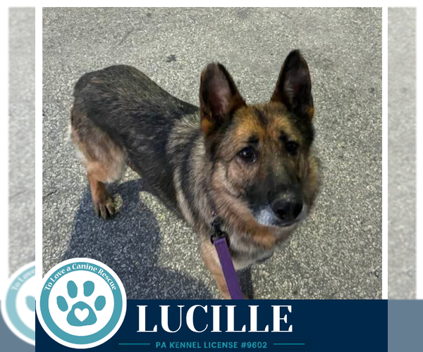 Medium Photo #4 German Shepherd Dog-Unknown Mix Puppy For Sale in Kimberton, PA, USA