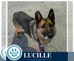 Small #3 German Shepherd Dog Mix