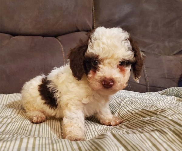 Medium Photo #26 Bernedoodle (Miniature) Puppy For Sale in LEETONIA, OH, USA