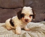 Small #25 Bernedoodle (Miniature)