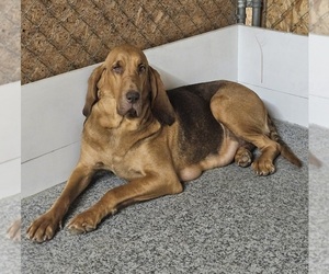 Mother of the Bloodhound puppies born on 01/11/2024
