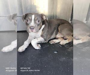American Staffordshire Terrier-Unknown Mix Dogs for adoption in San Antonio, TX, USA