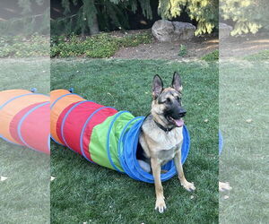 My Tye - Male German Shepherd Dog Dog for Adoption - Photo #6