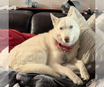 Small #2 Siberian Husky