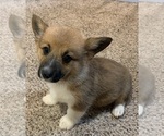 Small Photo #1 Pembroke Welsh Corgi Puppy For Sale in HOWARD, OH, USA