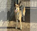 Small German Shepherd Dog