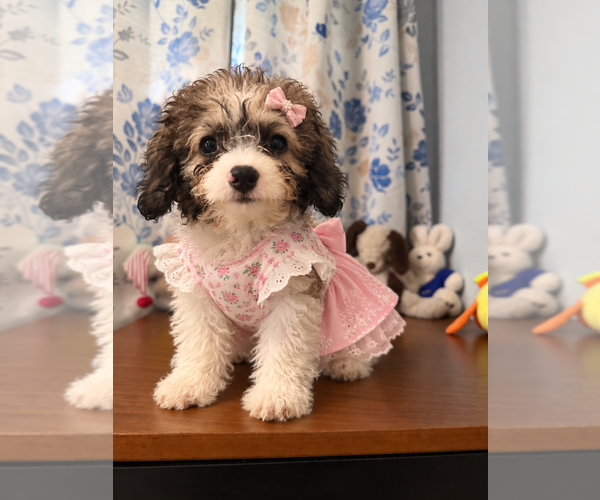 Medium Photo #39 Cockapoo (Miniature) Puppy For Sale in DURHAM, CT, USA