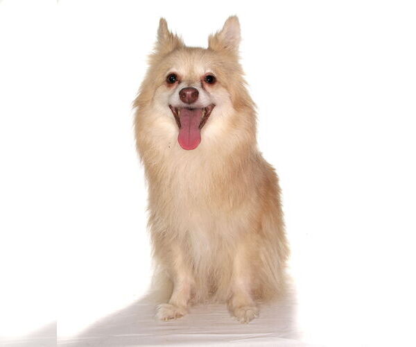 Medium Photo #3 Pomeranian Puppy For Sale in Oakland Park, FL, USA