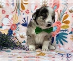 Small Photo #1 Collie-Pembroke Welsh Corgi Mix Puppy For Sale in LANCASTER, PA, USA