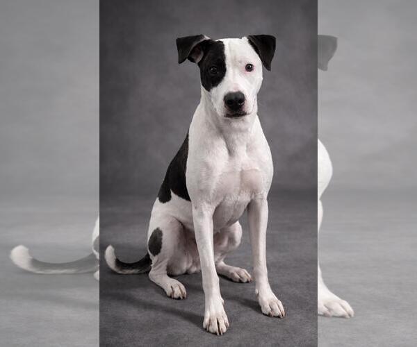 Medium Photo #1 American Pit Bull Terrier-Pointer Mix Puppy For Sale in Rockwall, TX, USA