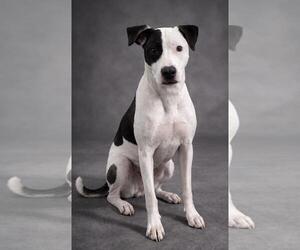 American Pit Bull Terrier-Pointer Mix Dogs for adoption in Rockwall, TX, USA
