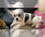 Small #1 Shih Tzu Mix