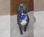 Small #3 American Pit Bull Terrier